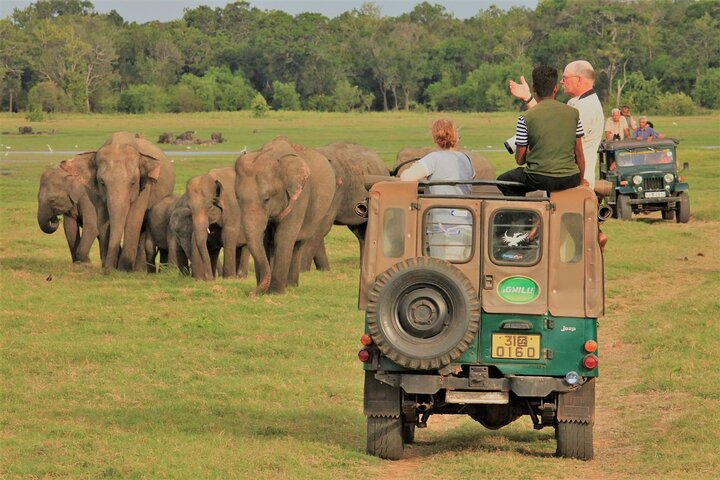 Private Jeep Safari at Minneriya National Park to Visit Elephants - Photo 1 of 12